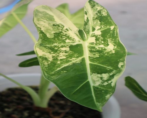 Alocasia Frydex Variegated