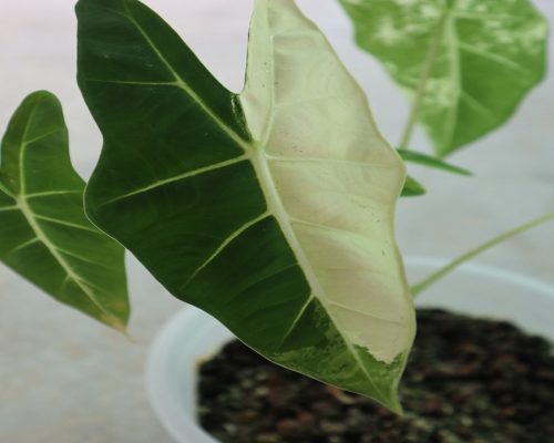 Alocasia Frydex Variegated