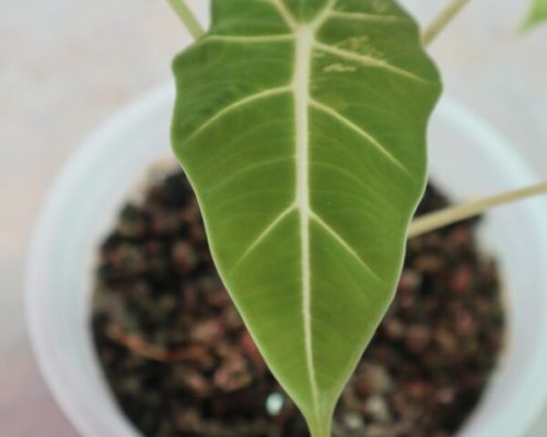 Alocasia frydex variegated exporting to USA