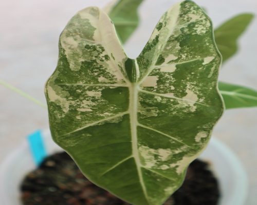 Alocasia frydex variegated