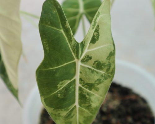 Alocasia frydex variegated