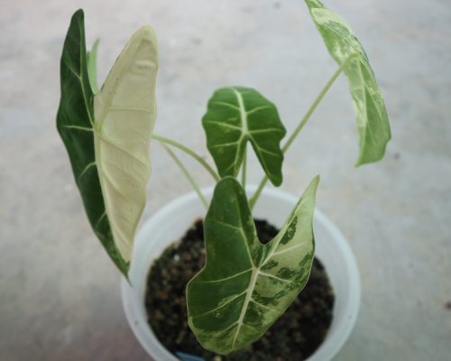 Alocasia Frydex Variegated