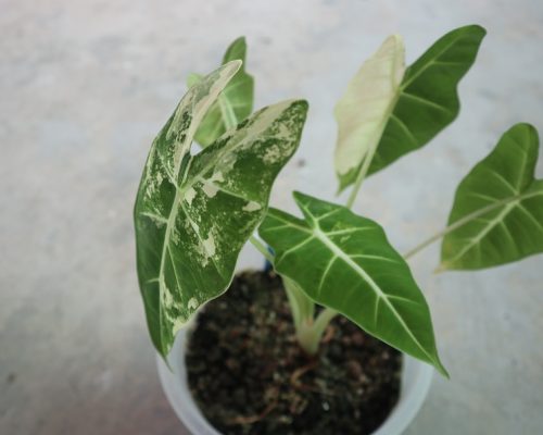 Alocasia frydex variegated
