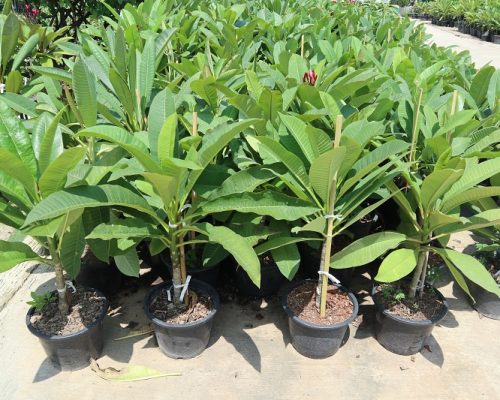 Plumeria variegated from thailand garden