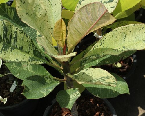 Plumeria Variegated USA and canada best quality