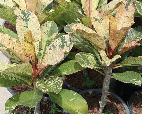 Plumeria maya variegated tropical plants