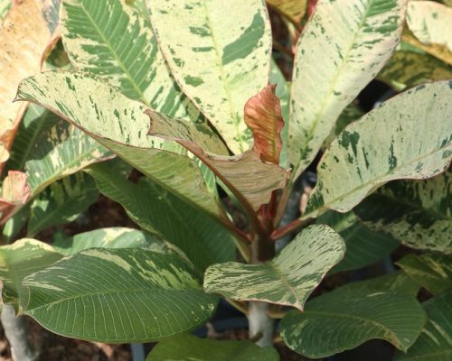 Plumeria variegated from thailand garden