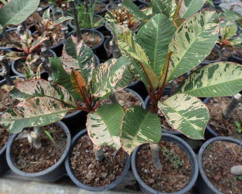 Plumeria variegated for sale to dubai