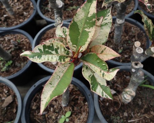 Plumeria maya variegated