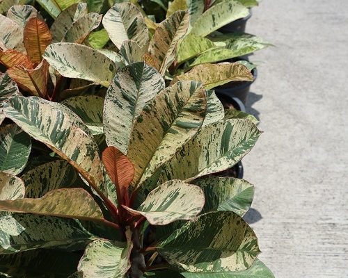 Plumeria maya variegated nursery in thailand