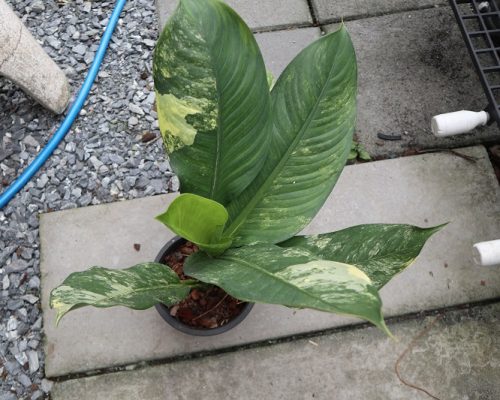 Dieffenbachia plants live from thailand nursery to zambia