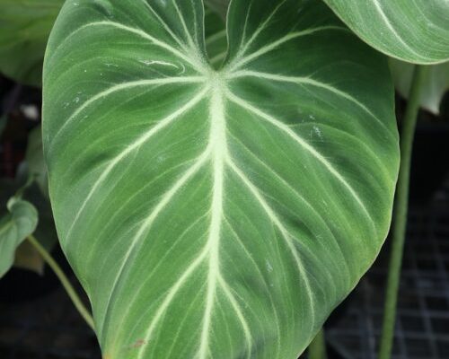 Philodendron gloriosum rare plant live in thailand garden Philodendron gloriosum rare plant live in thailand garden