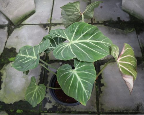 IMG_6063 philodendron