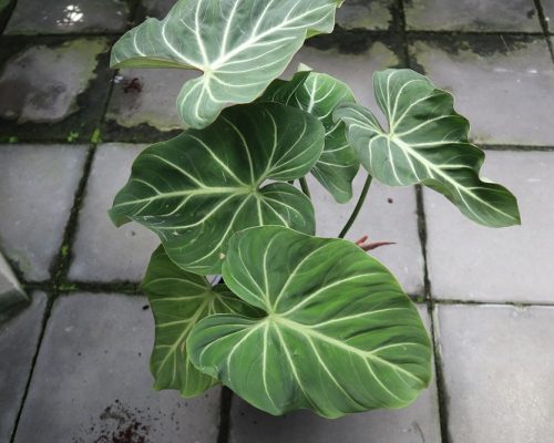 Philodendron gloriosum thailand plants to USA philodendron gloriosum