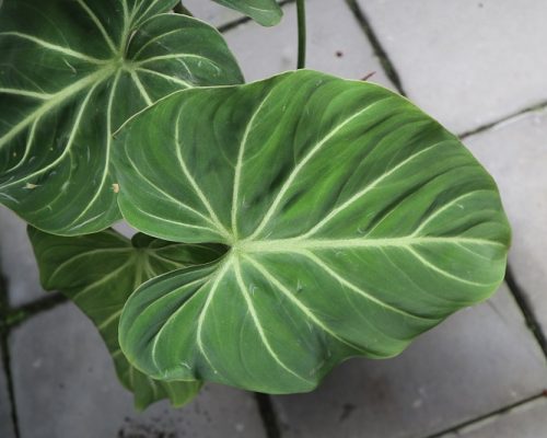 Philodendron gloriosum thailand plants to USA Philodendron gloriosum thailand plants to USA