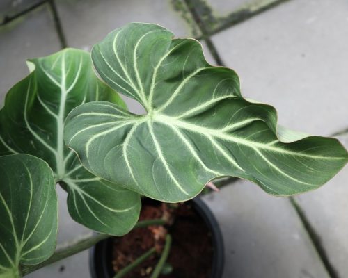 Philodendron gloriosum thailand plants to USA Philodendron gloriosum thailand plants to USA