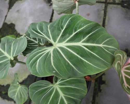 Philodendron gloriosum thailand plants to USA Philodendron gloriosum thailand plants to USA