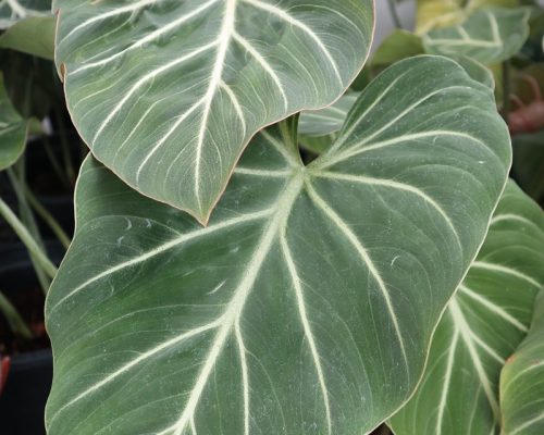 Philodendron gloriosum thailand plants to USA Philodendron gloriosum thailand plants to USA