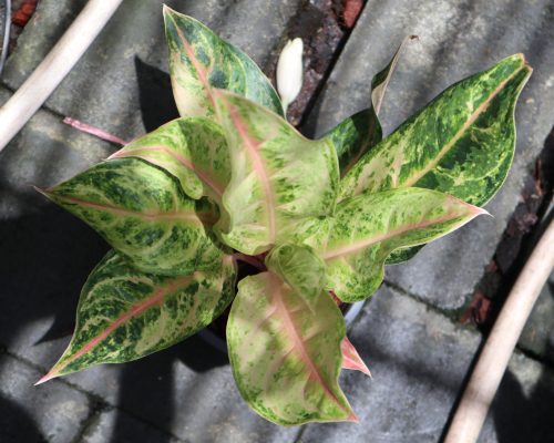 thailand aglaonemas exporter many variety