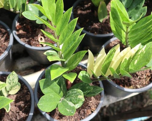 Zz plant variegated