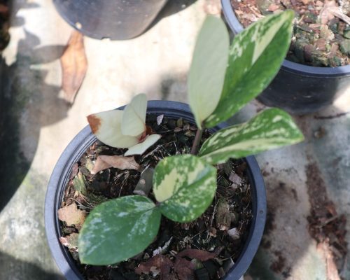 ZZ plant live expot to USA and russia