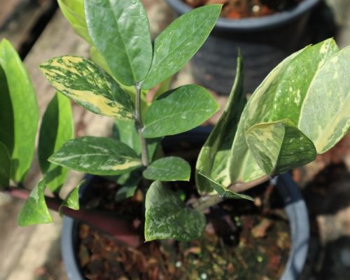 Zamiifolia Zamioculcas selling to kenya and south africa by airplane