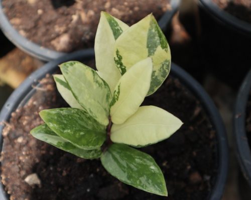 Zamioculcas Zamiifolia variegated for sale to USA and russia