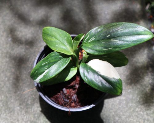 Monstera Standleyana variegated