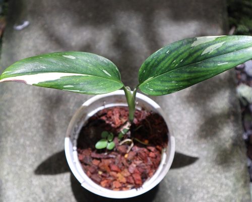 monstera standleyana variegated