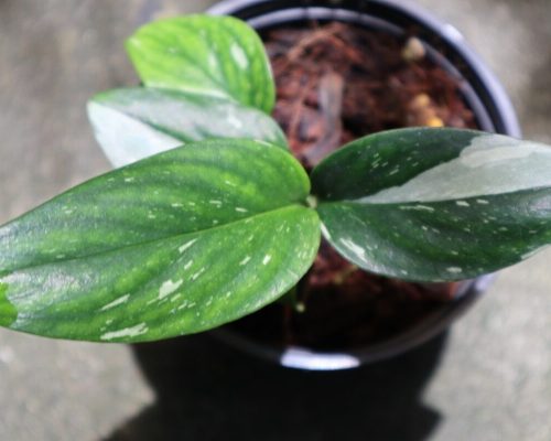 Monstera Standleyana variegated