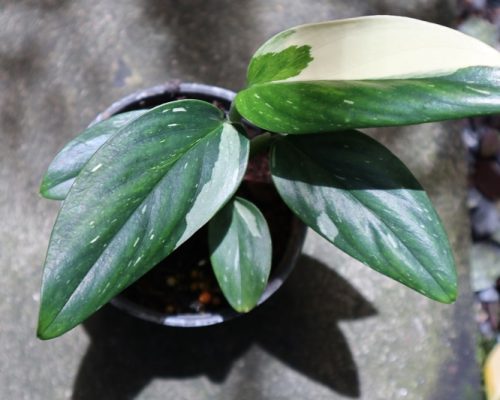 monstera standleyana variegated
