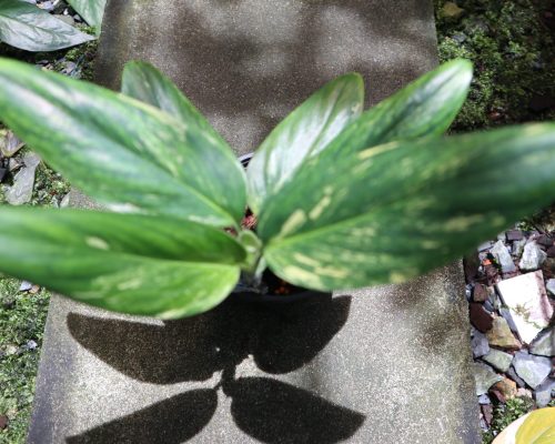 Monstera Standleyana variegated