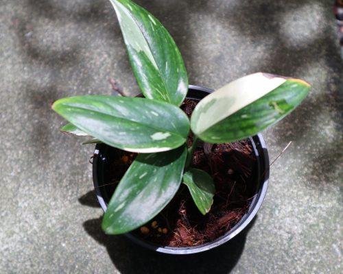 Monstera Standleyana variegated export plant live