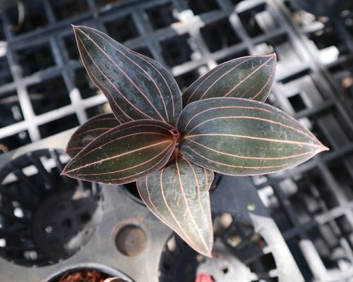 Jewel orchid thailand from thailand garden