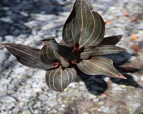 Jewel orchid plant