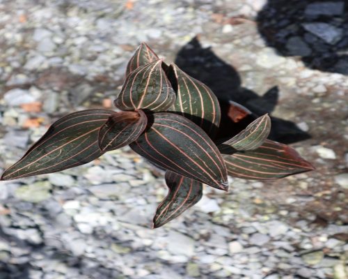 Jewel orchid plant
