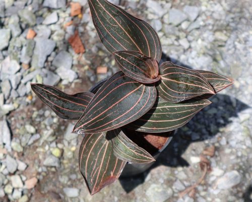 Jewel orchid rare plant live in thailand garden