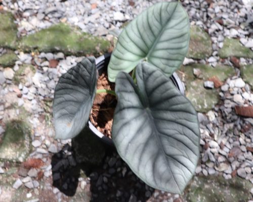 Alocasia Black velvet thailand nursery