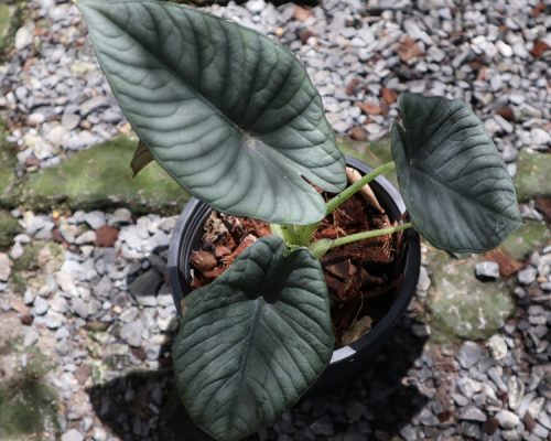 Alocasia Black velvet rare plant export to USA
