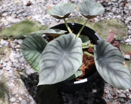Alocasia Black velvet rare plant export to USA
