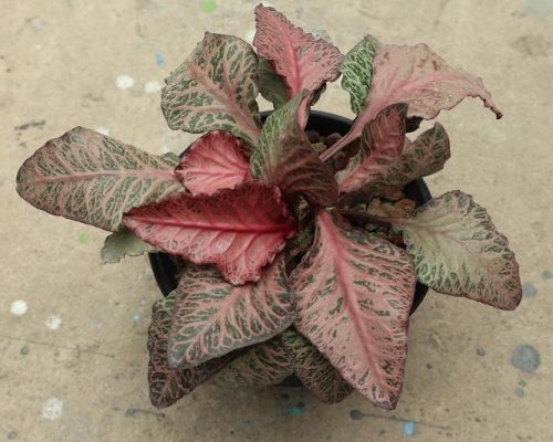 Euphorbia Francoisii exotic plant live for sale