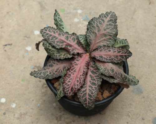 Euphorbia Francoisii