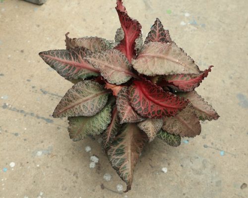 euphorbia Francoisii pot plants for sell to tanzania