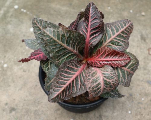 Euphorbia Francoisii plant live exporter