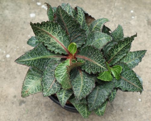 Euphorbia Francoisii decoration plants for sell to USA