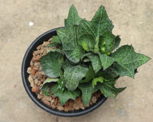 Euphorbia Francoisii plant in pot from thailand