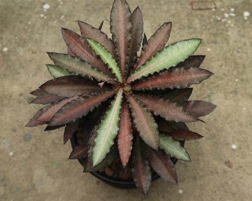 Euphorbia Francoisii selling plants live quality to USA