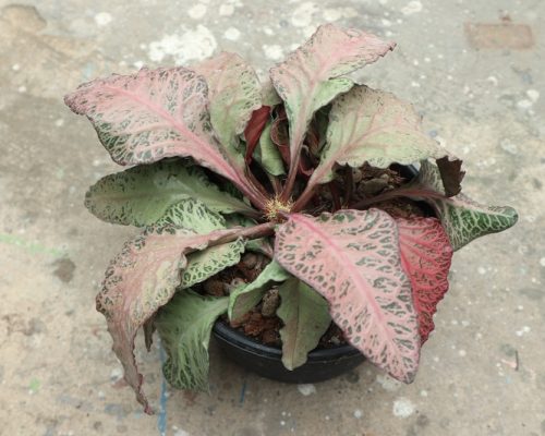 Euphorbia Francoisii pot plant for decoration