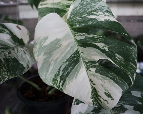 Monstera Albo variegated thailand nursery offer cheap price Monstera Albo variegated thailand nursery offer cheap price