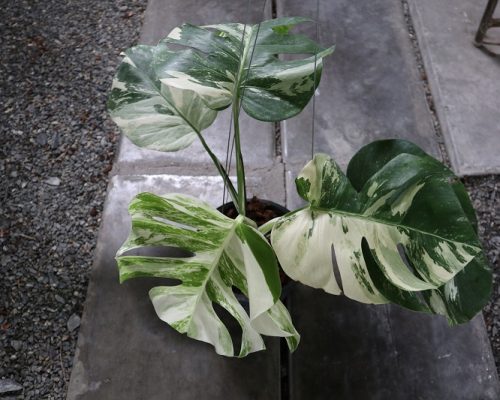 Monstera Albo variegated rare plant live selling to USA Monstera Albo variegated selling to USA